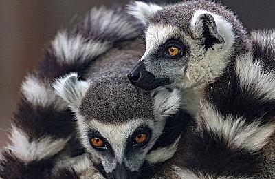 《芙蕾德莉卡》开场动画公开 9月28日发售